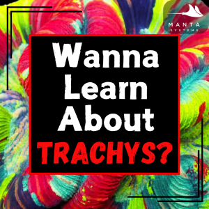 Trachys.png