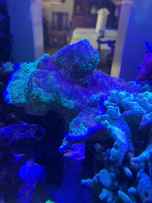 IMG_3868.jpeg