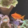 The Quilted Reef