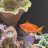 The Quilted Reef