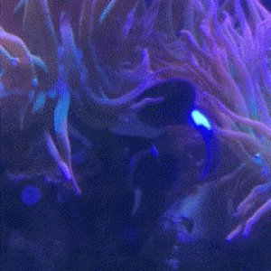 Fish & Coral