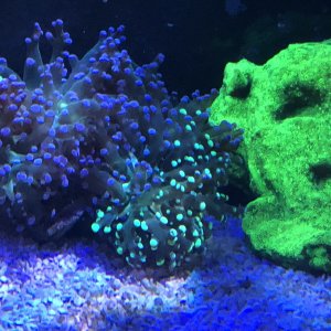 Bi-Color Frogspawn and Dragon Skin Lepto mask