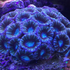 Blue Micromussa Lordhowensis (Acan Lord)