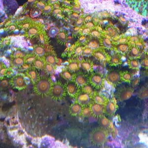 Zoas2.jpg