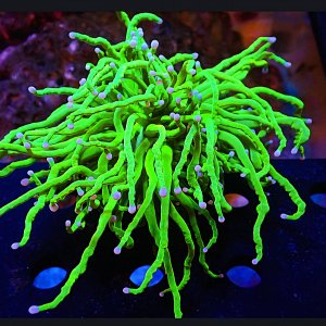 Media 'inbound4043825152498890468.jpg' in category 'LPS / SPS'