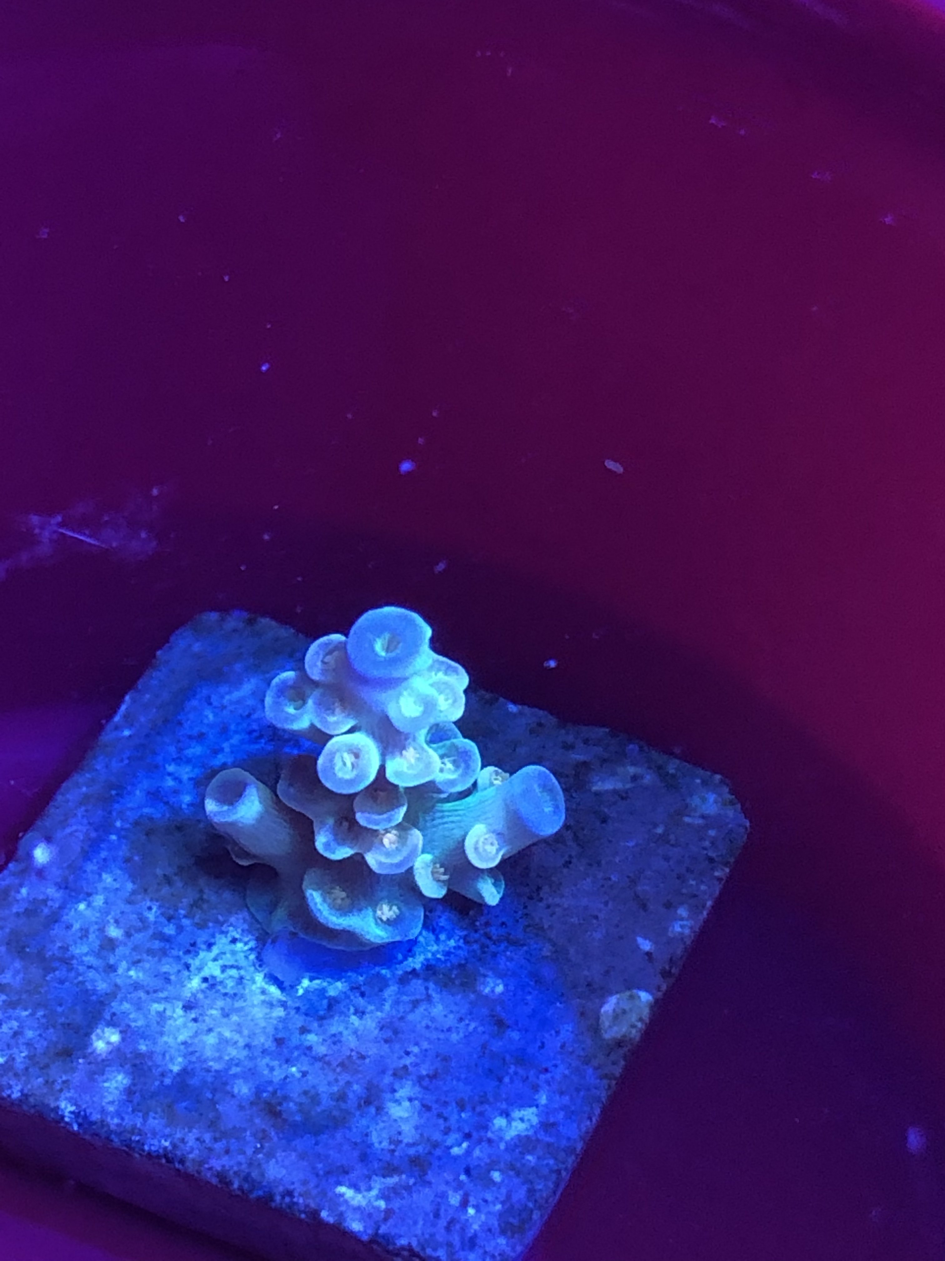 reef Introducing 7TILL8 Custom Fit Wetsuits | Reef Builders | The Reef