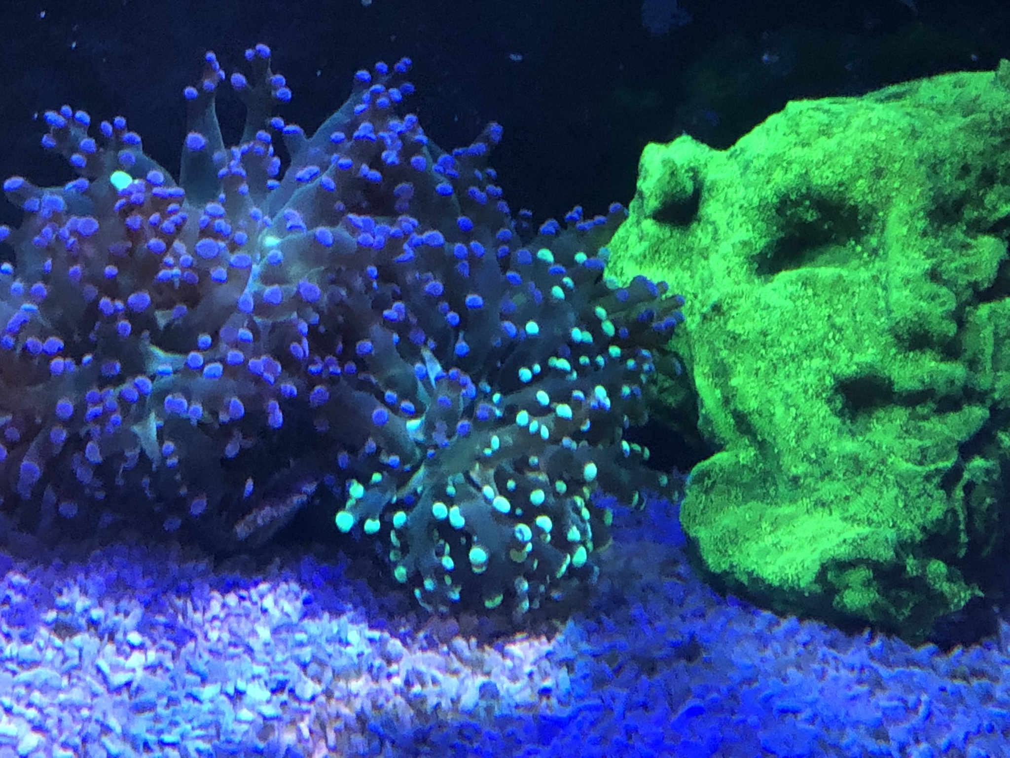 Bi-Color Frogspawn and Dragon Skin Lepto mask