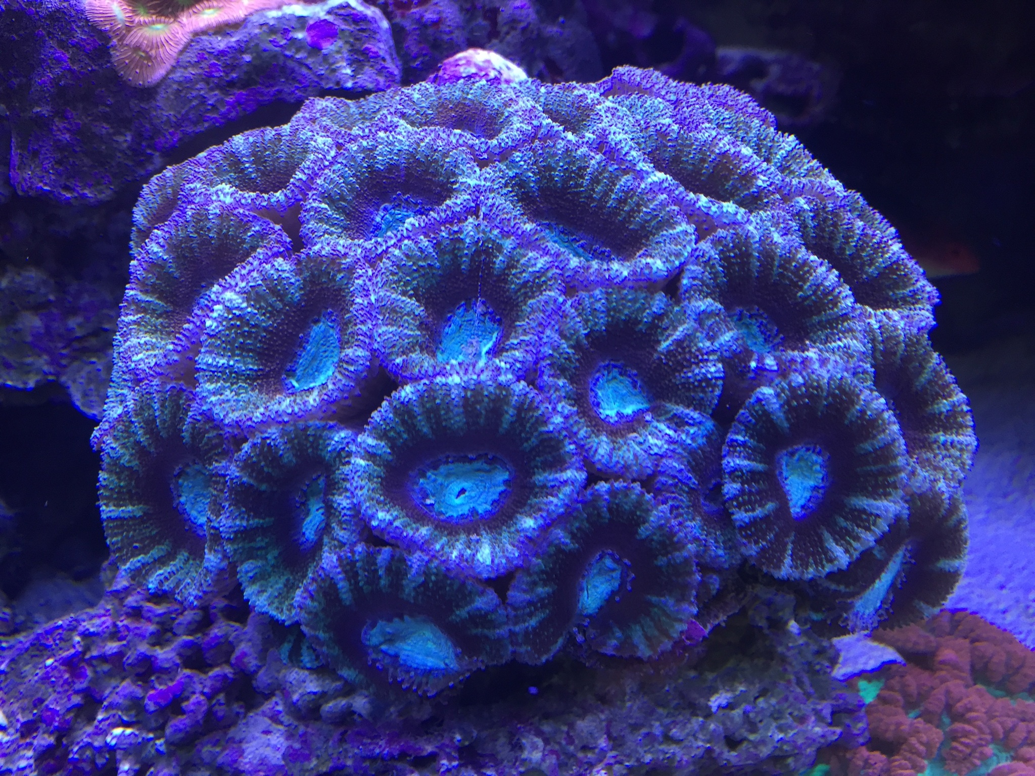 Blue Micromussa Lordhowensis (Acan Lord)