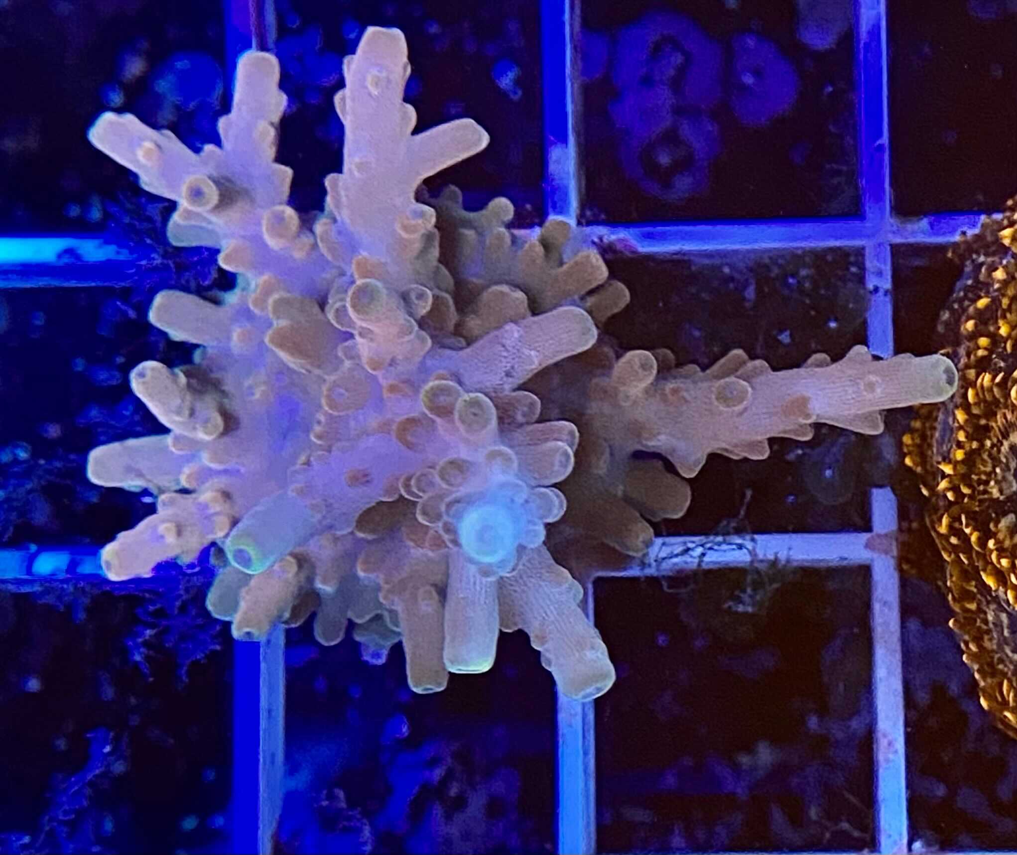 draw jopper.jpg Atlanta Reef Club