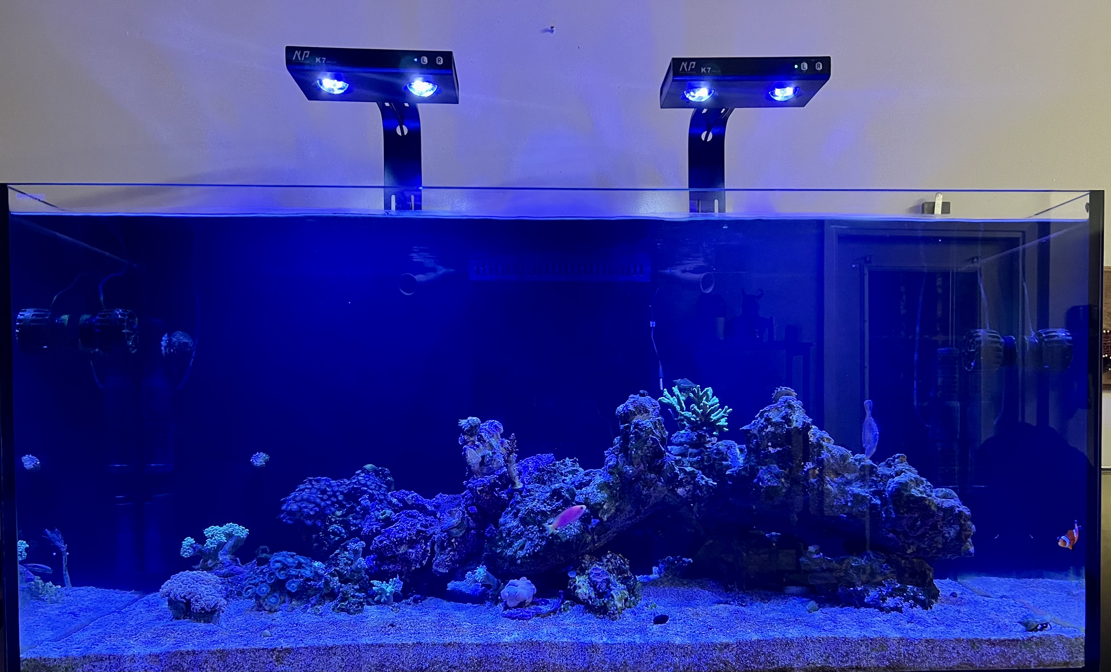 Nick’s Waterbox Reef 1