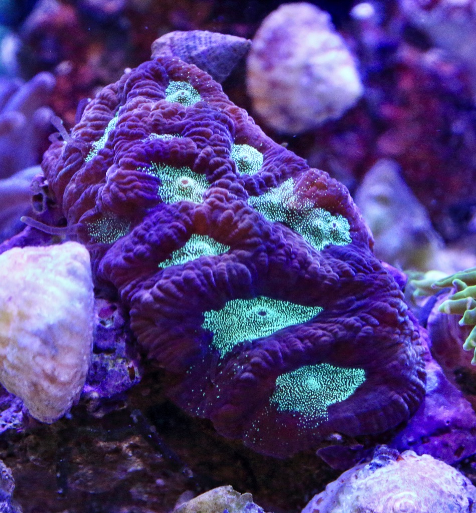 Platygyra Frag