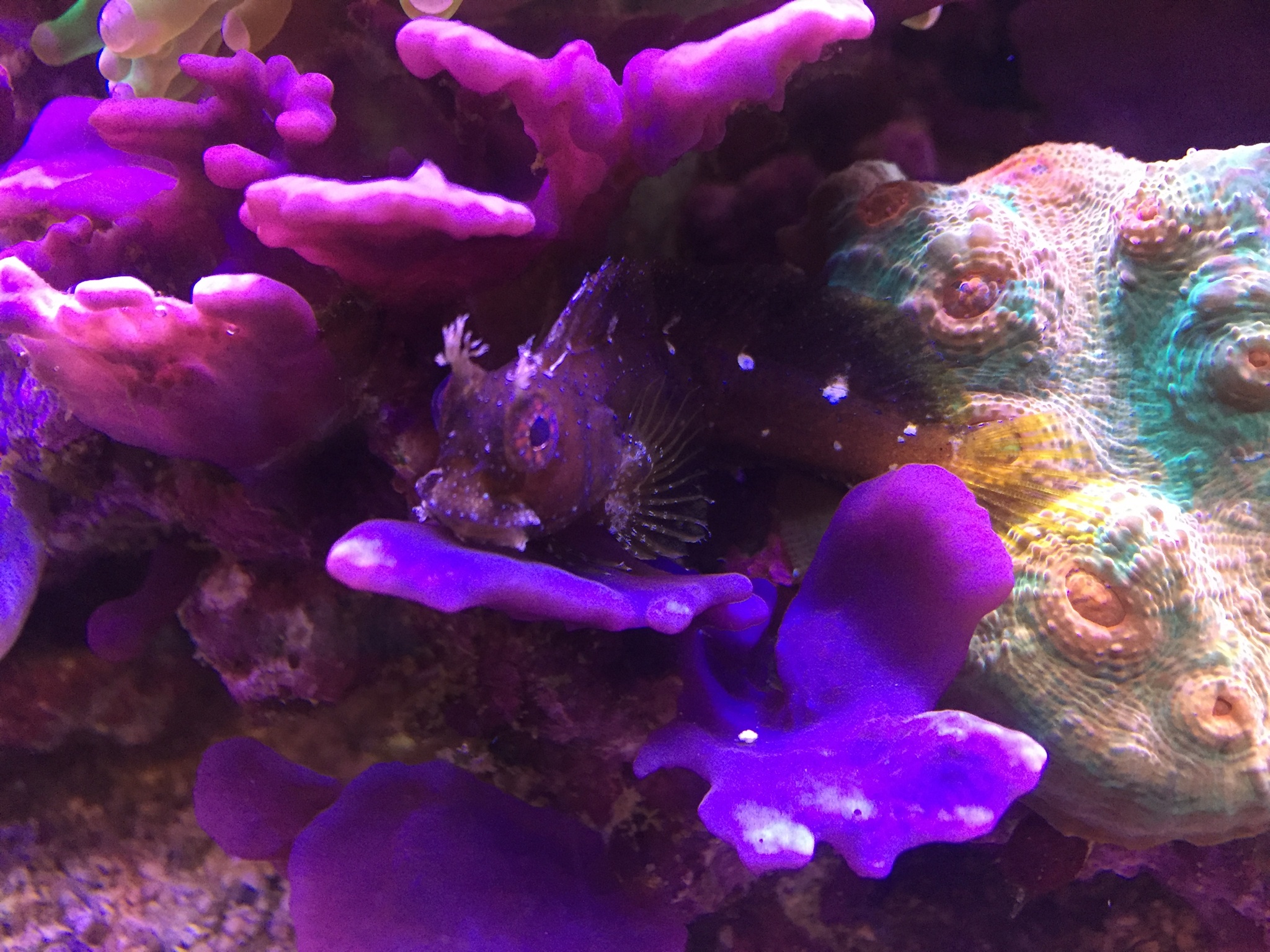 Playing sponge and Starry Blenny