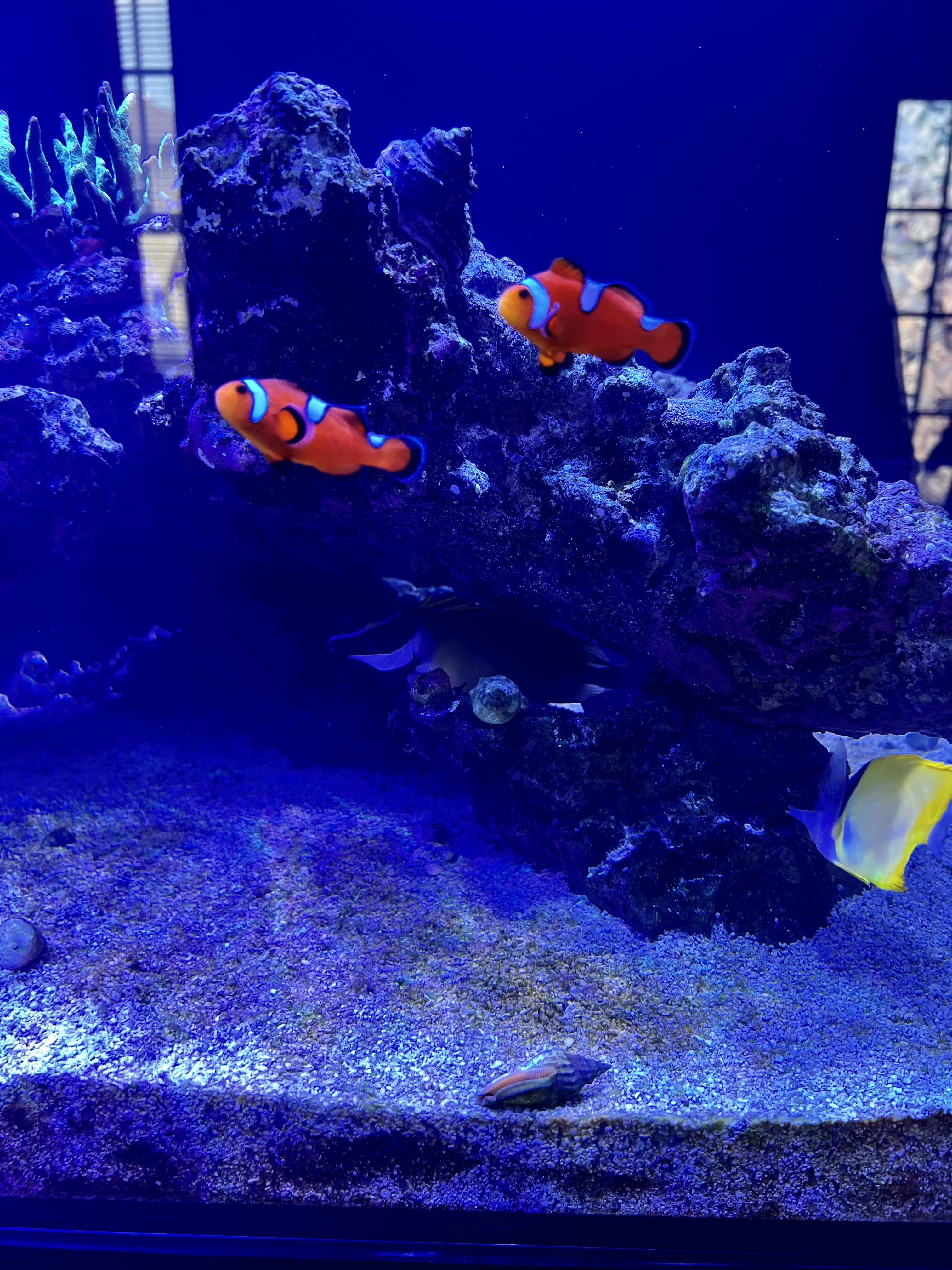 Some of my fish.