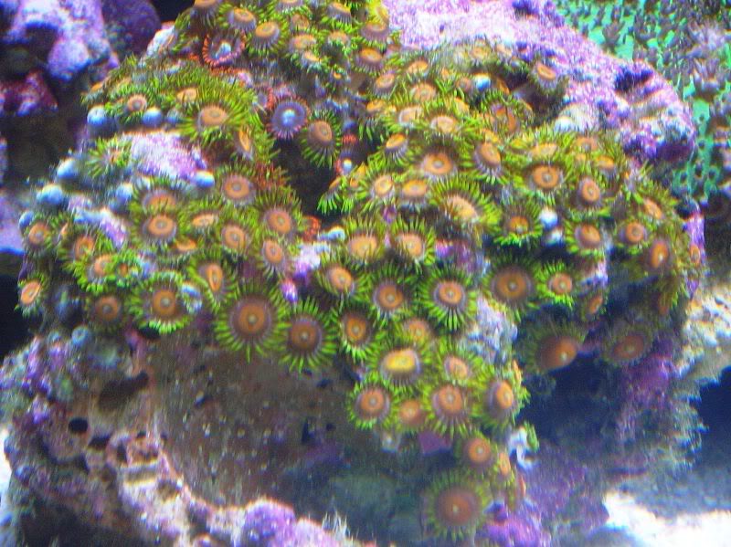 Zoas2.jpg