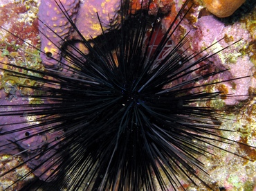 urchin8.jpg