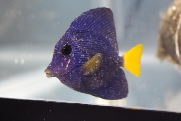 www.reef2reef.com