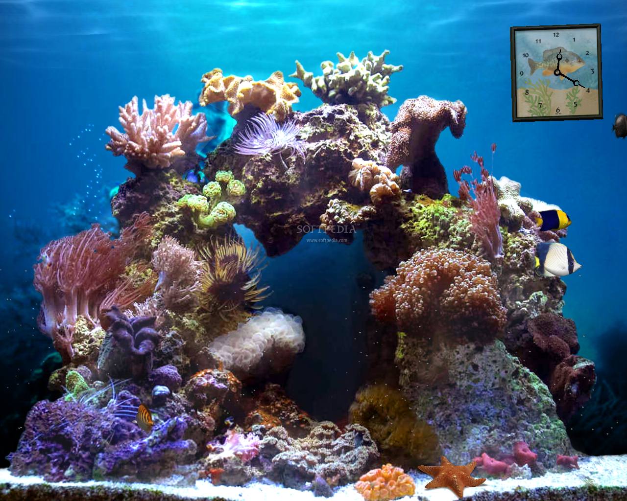 Beautiful-Reef-Animated-Screensaver_1.jpg