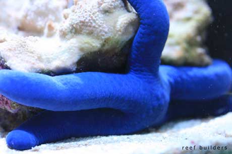 reefbuilders.com