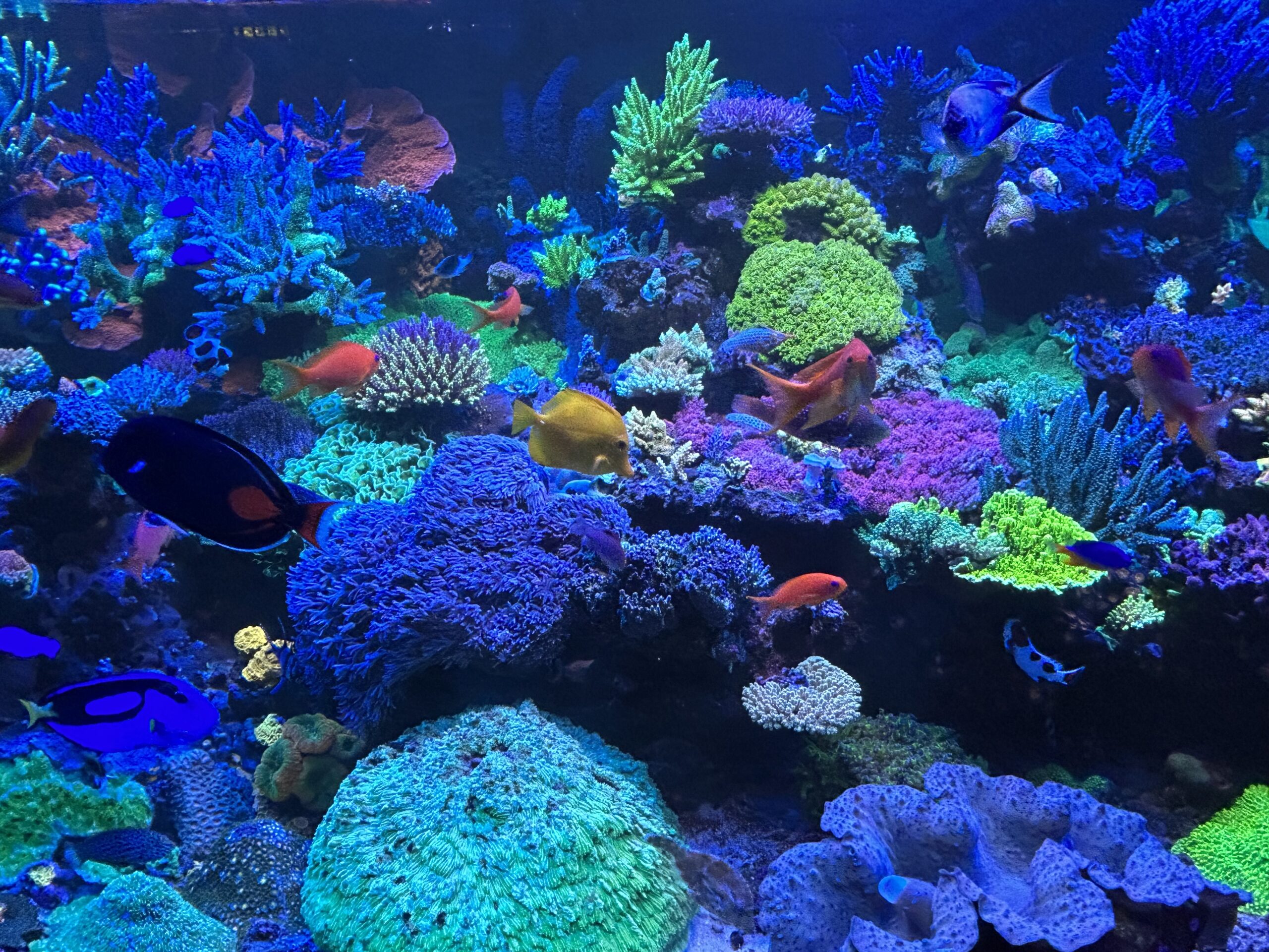 reefbuilders.com