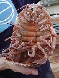 deep_sea_isopod.jpg