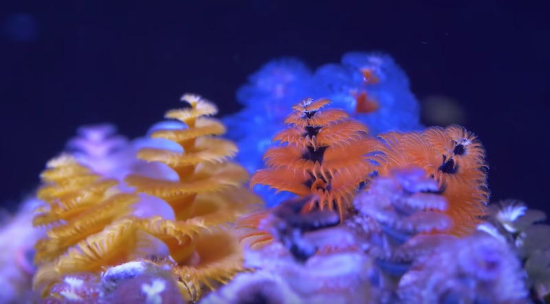 reefbuilders.com