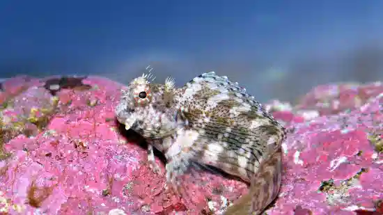 www.saltwaterfish.com