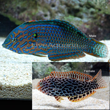 p-75917-wrasse.jpg