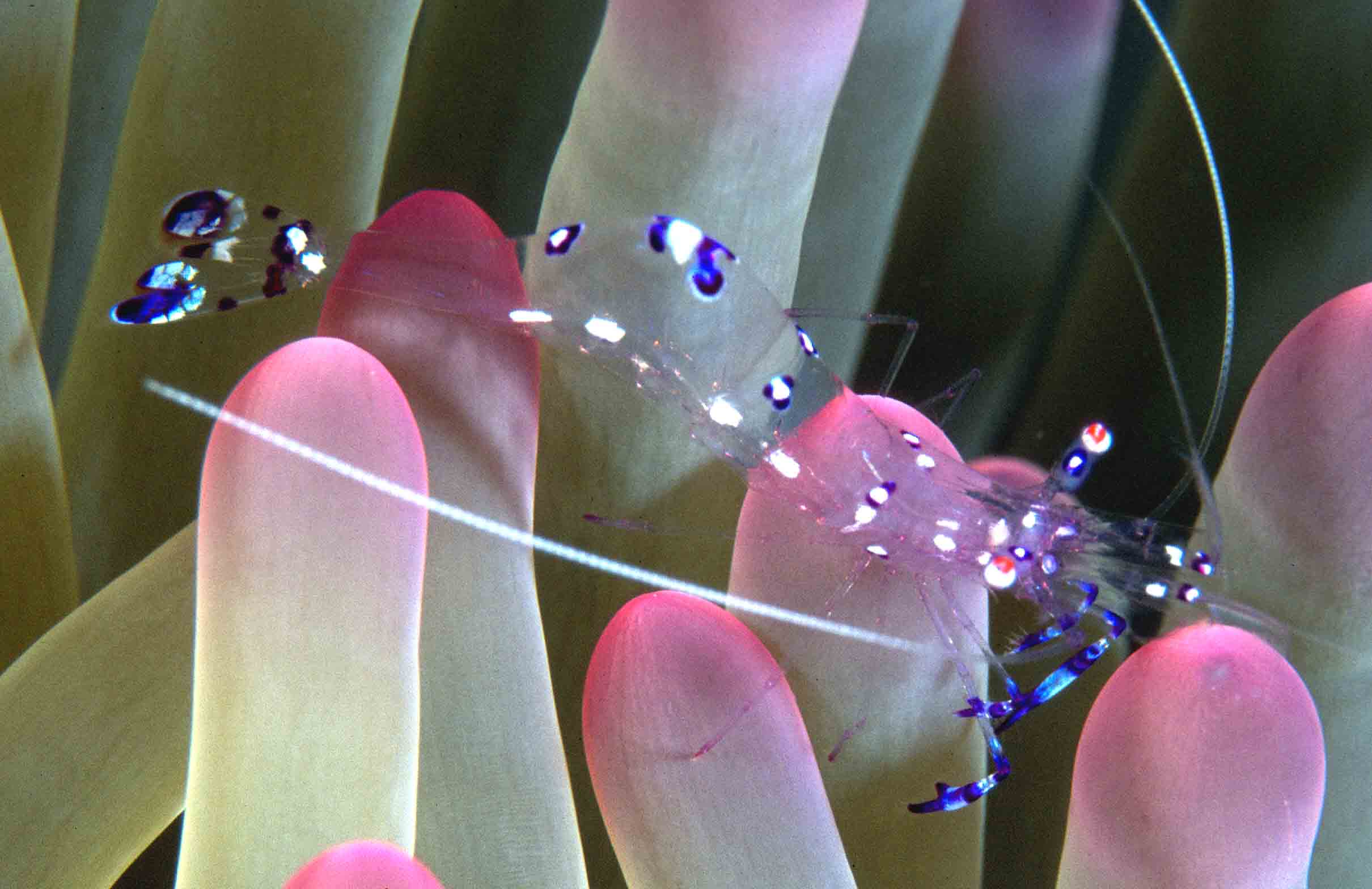 Anemone%20ShrimpPalau.jpg