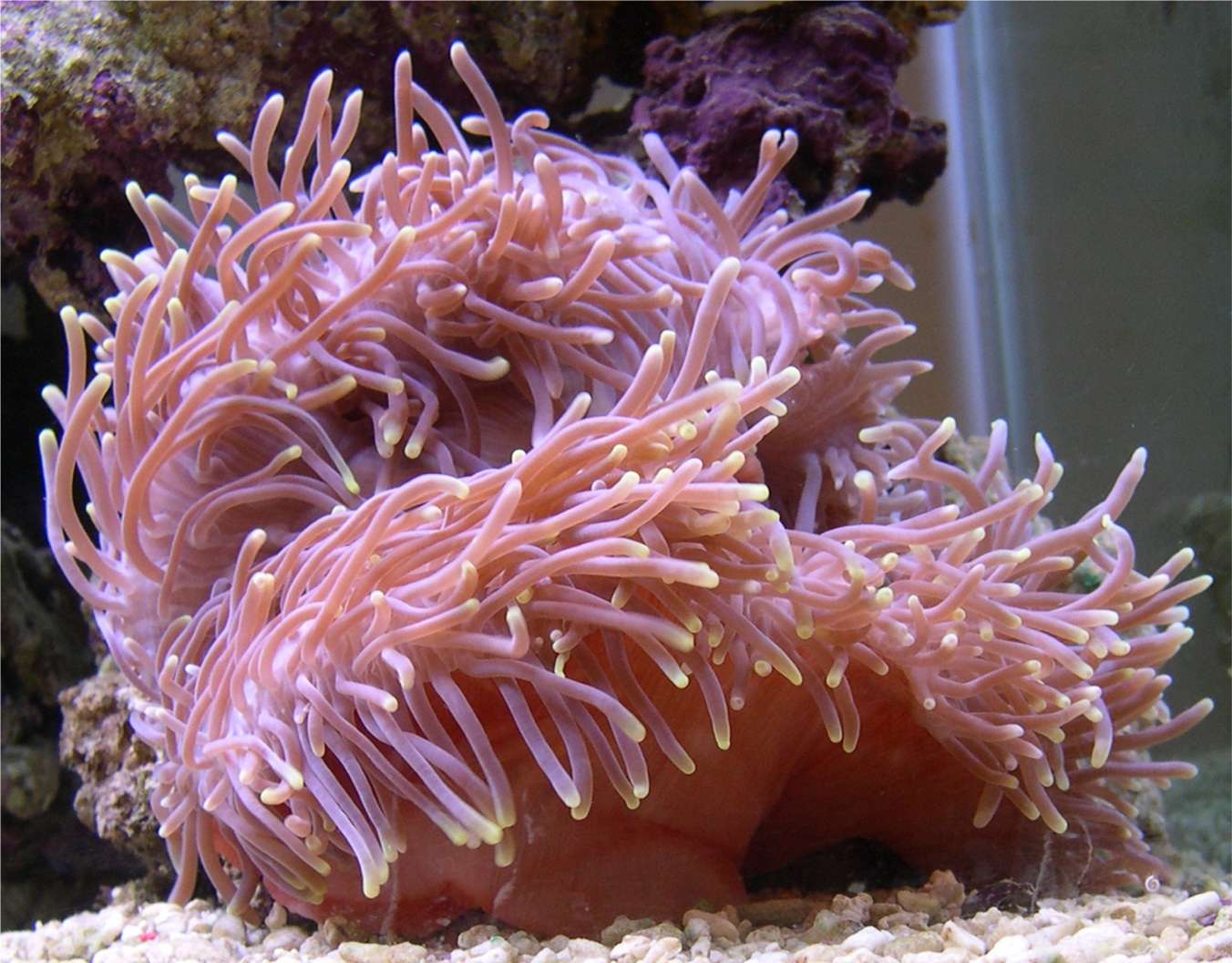 ritteri_anemone.jpg