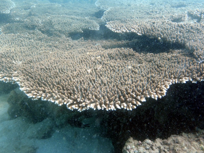 mar_18_1871_acropora_table.jpg