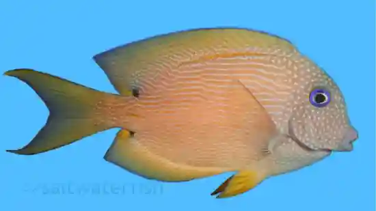 www.saltwaterfish.com