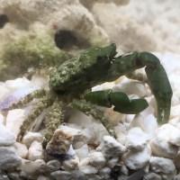www.reefcleaners.org