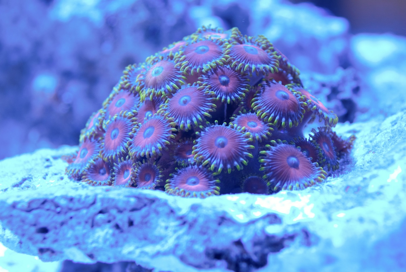 Zoa.jpg