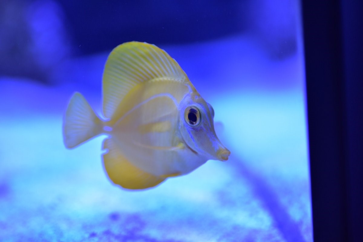 www.reef2reef.com