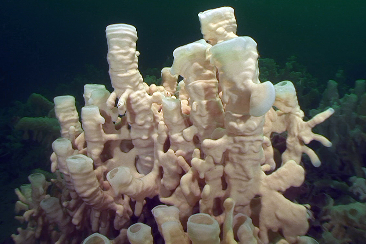reefbuilders.com