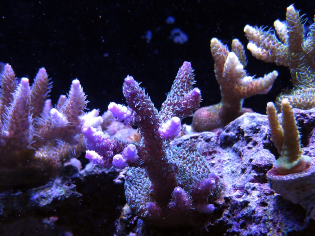 a2c74a69e7013970d47cb9175e7b0015.jpg