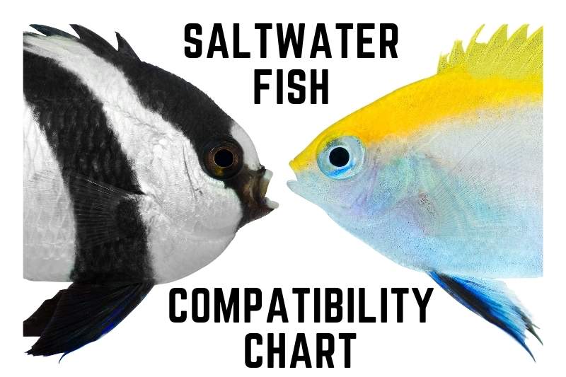 www.saltwateraquariumblog.com