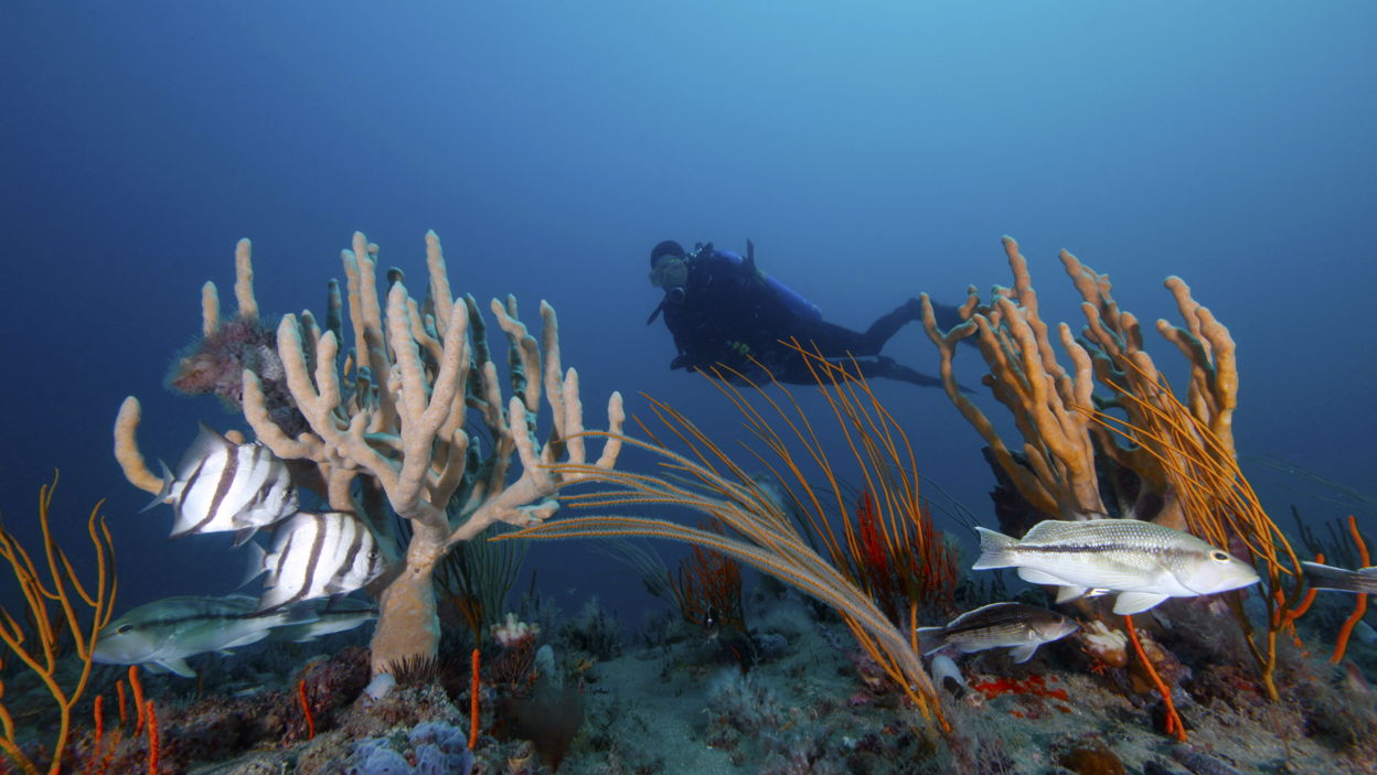 marinesanctuary.donorsupport.co