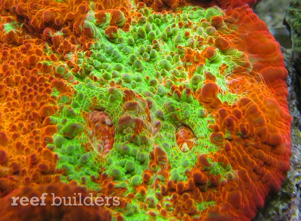 chalice-coral-7.jpg
