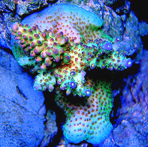 limitededition_joesrainbowacropora_colony.jpg