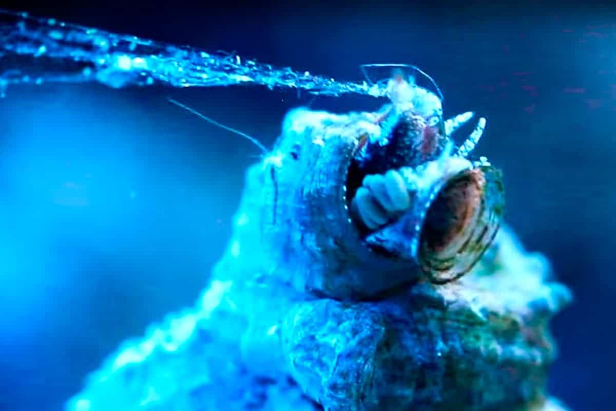 aquariumbreeder.com