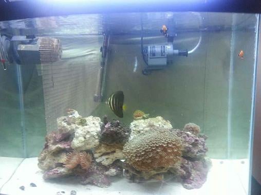 161842d1372790379-starting-small-marine-tank-advice-20130702_121902.jpg