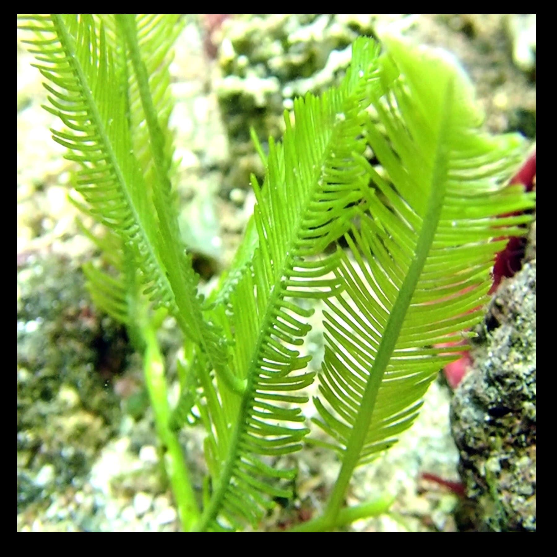 Planted-Tank-Mexicana-4-B.jpg