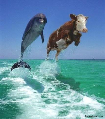 cowfish1.jpg