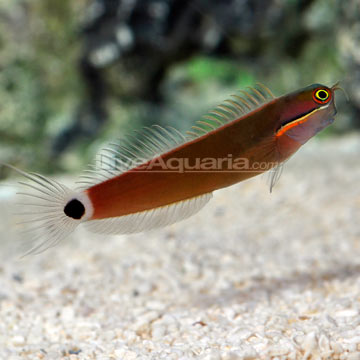 p-39334-tail-spot-blenny.jpg