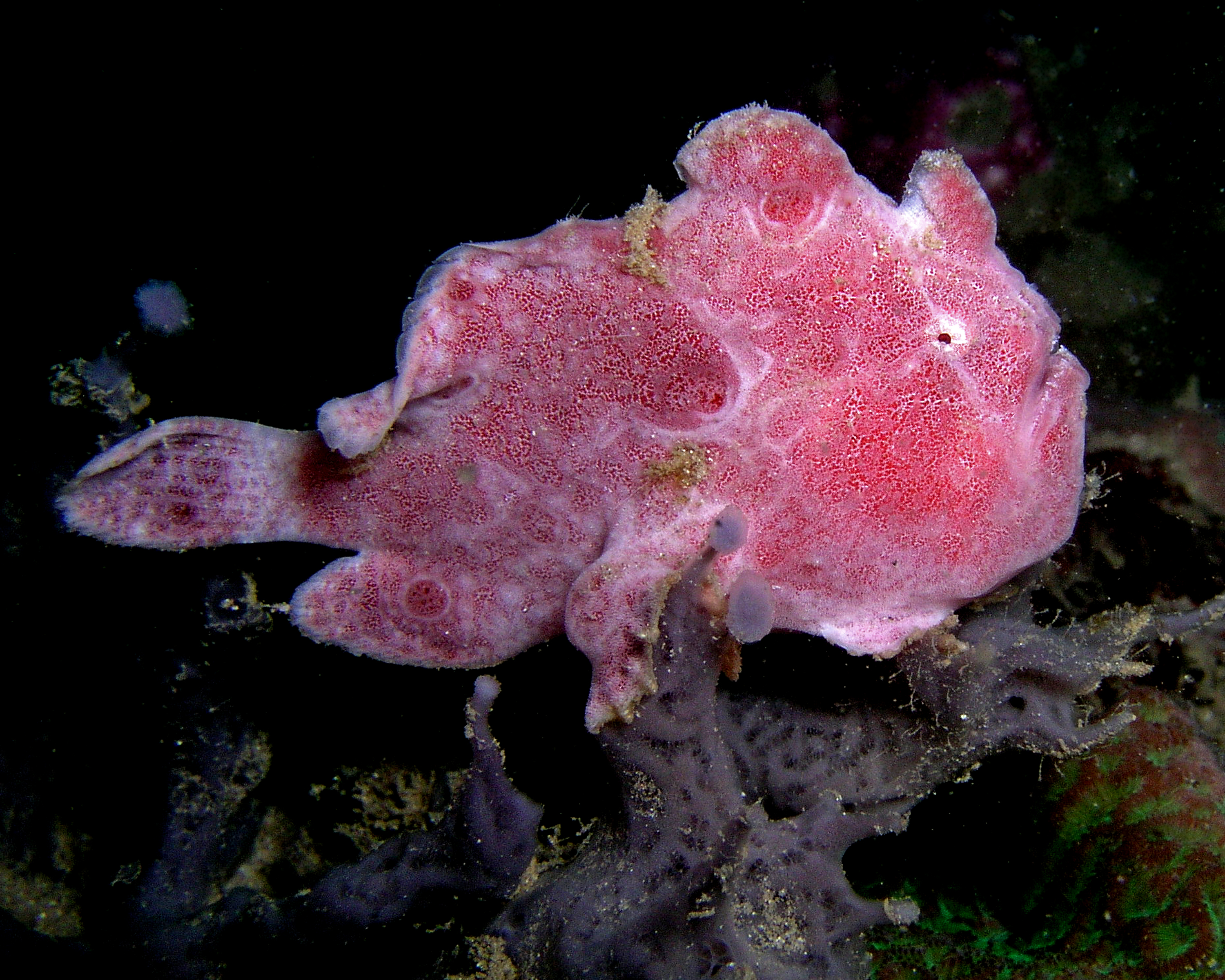 pink-frogfish_ocellated.jpg