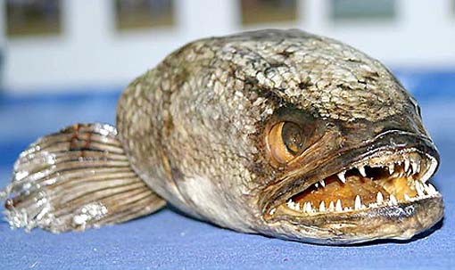 snakehead-fish.jpg