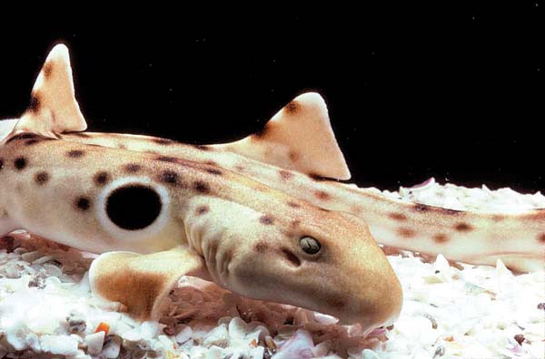 epaulette-shark-closeup.jpg