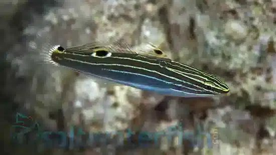 www.saltwaterfish.com