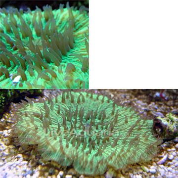 p-80330-plate-coral.jpg